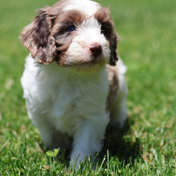 cavapoo puppies near me