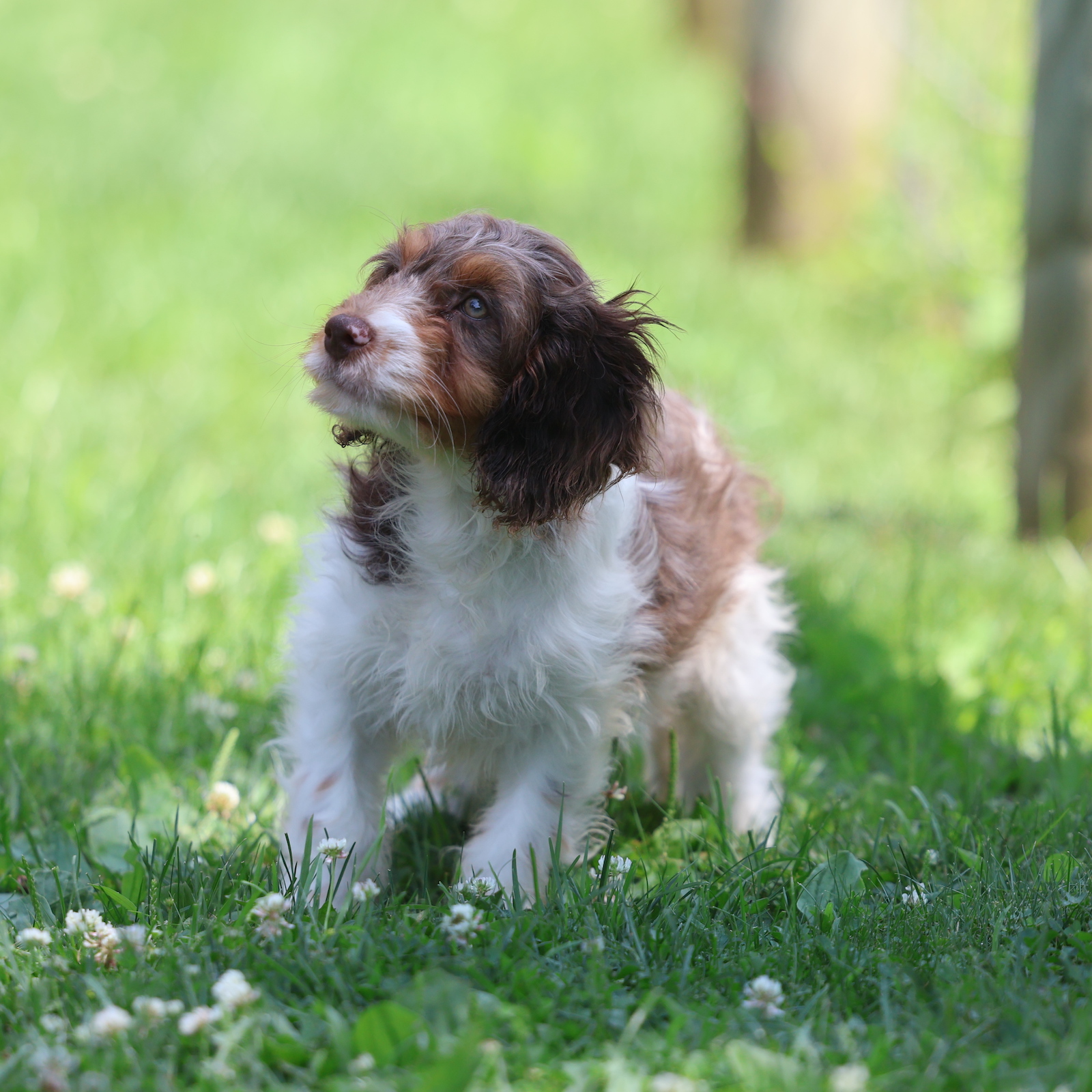 cavapoo puppies near me