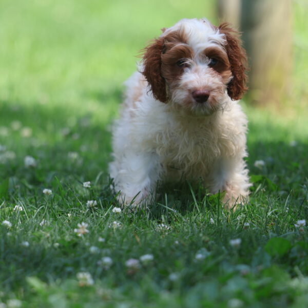 cavapoo puppies near me