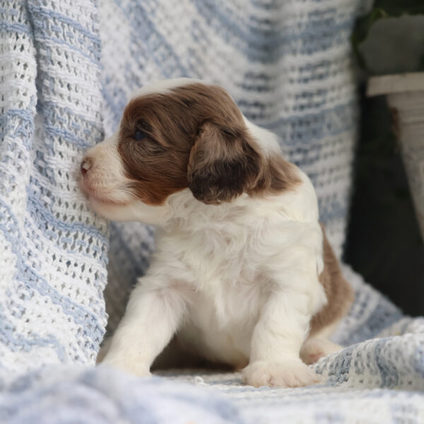 cavapoo puppies near me