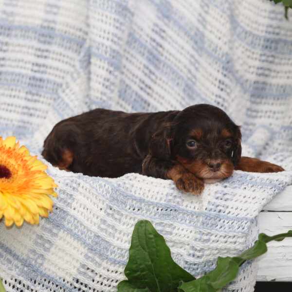 cavapoo puppies near me for sale