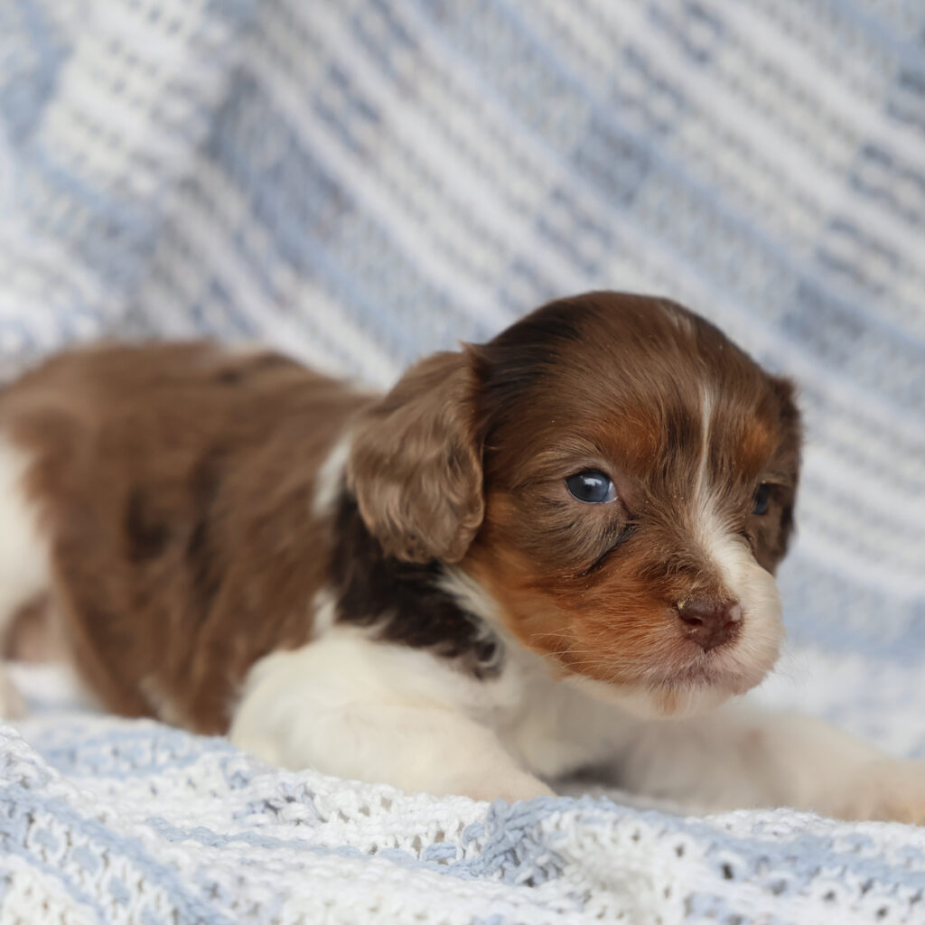 cavapoo puppies near me for sale