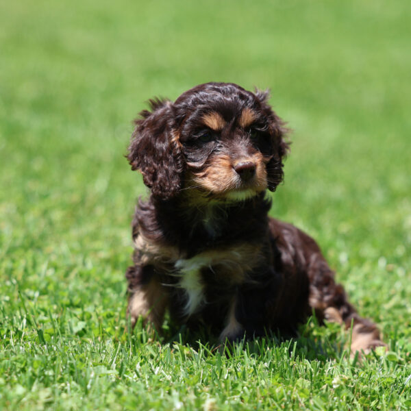 cavapoo puppies near me for sale