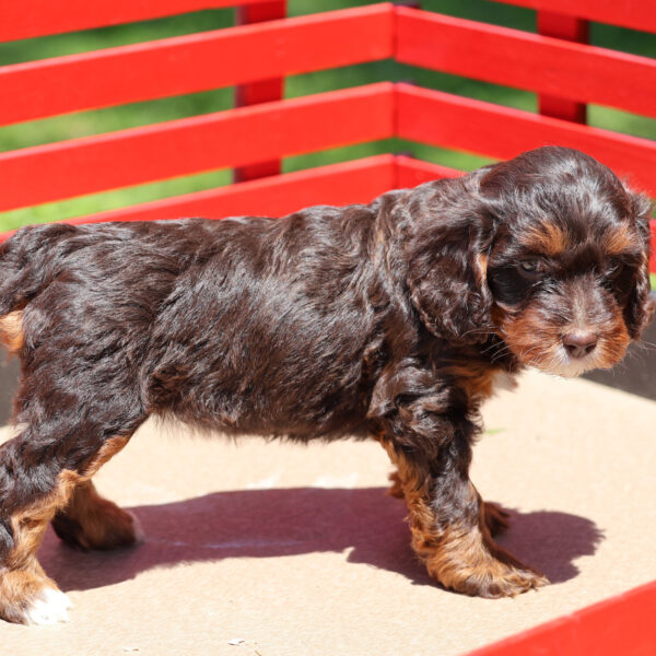 cavapoo puppies near me for sale