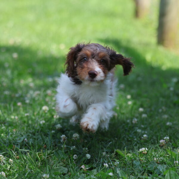 cavapoo puppies near me for sale