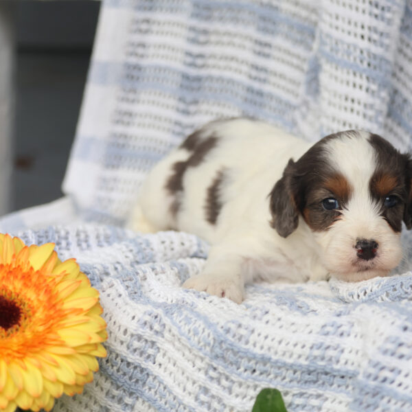 cavapoo puppies near me for sale