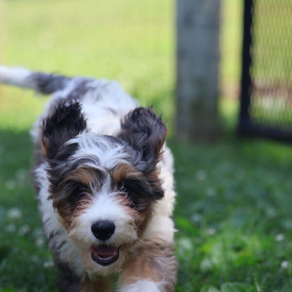 cavapoo puppies near me for sale
