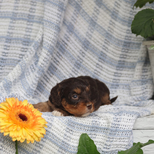 cavapoo puppy