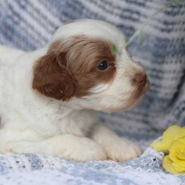 cavapoo puppy