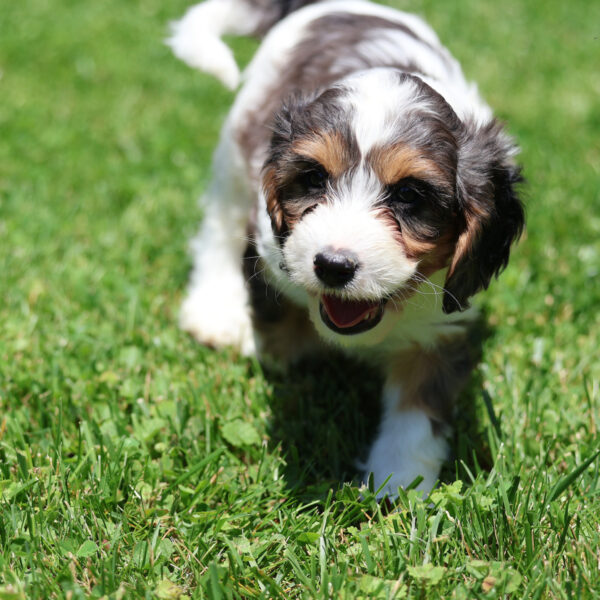 cavapoo puppy