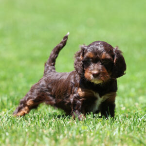 cavapoo puppy