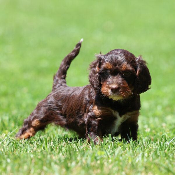 cavapoo puppy