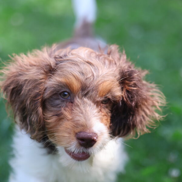 cavapoo puppy