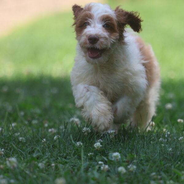 cavapoo puppy