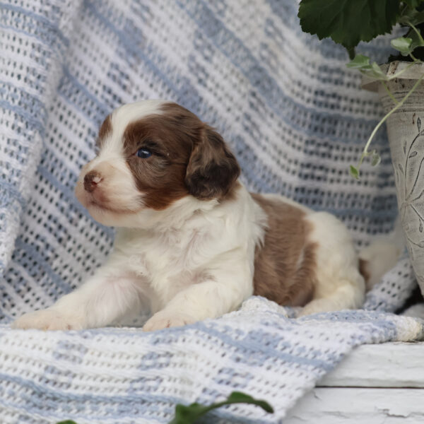 cavapoo puppy