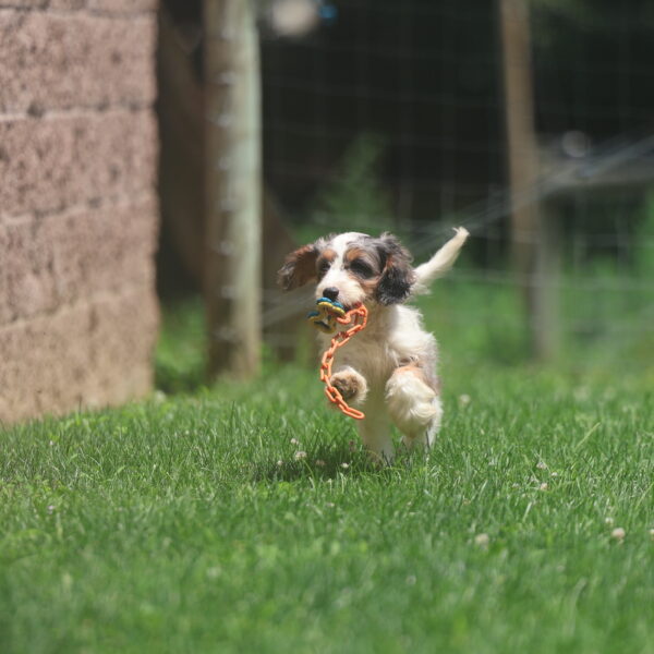 cavapoo puppy
