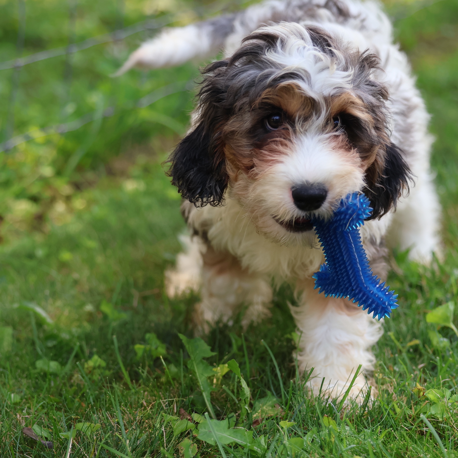 cavapoo puppy
