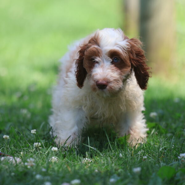 cavapoo puppy breeders