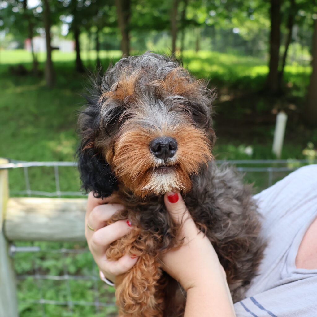 cavapoo puppy breeders