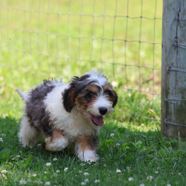 cavapoo puppy breeders