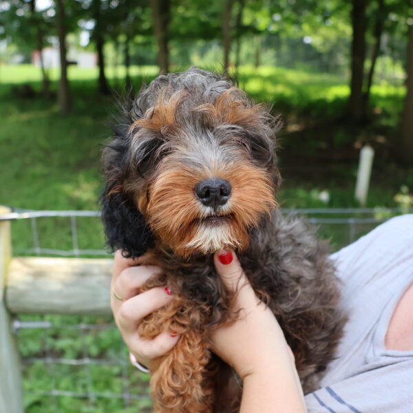 cavapoo puppy breeders