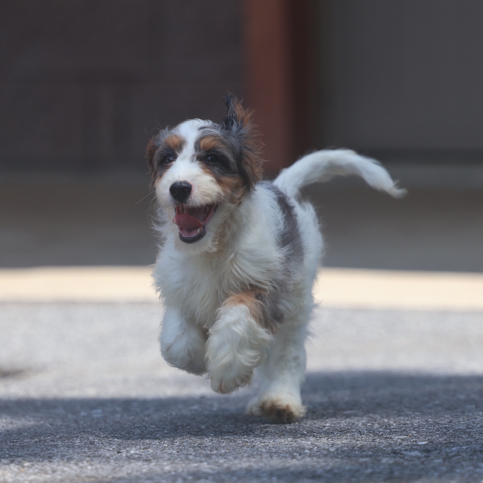 cavapoo puppy for sale