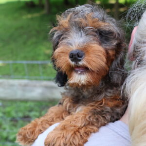 cavapoo puppy for sale