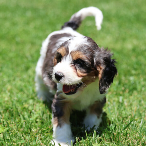 cavapoos