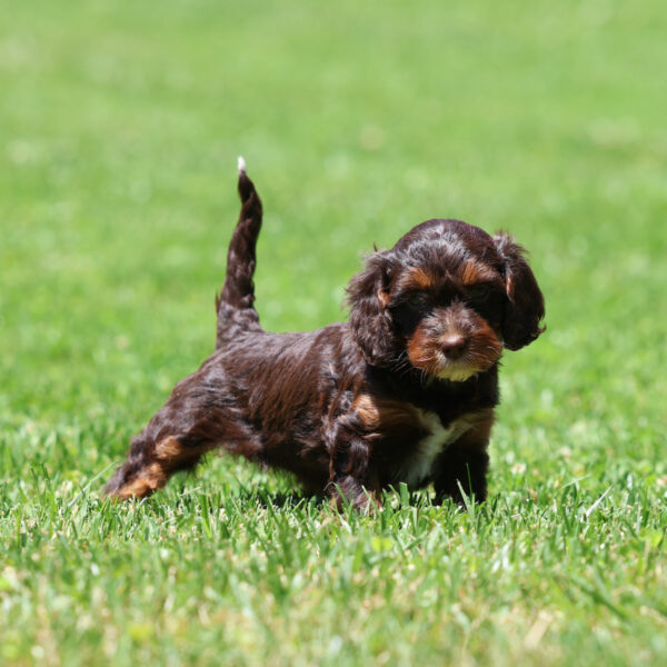 cavapoos