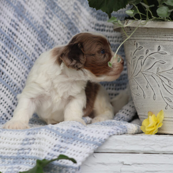 cavapoo