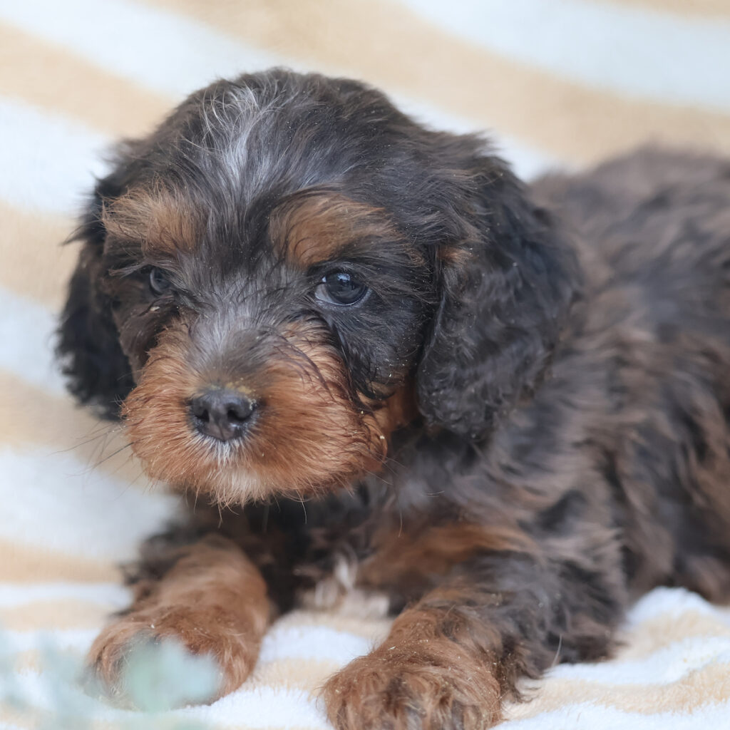 cavapoos for adoption