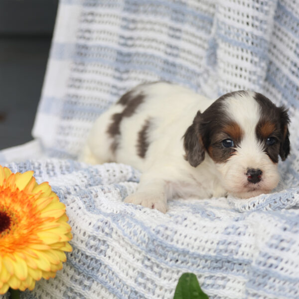 cavapoos for sale