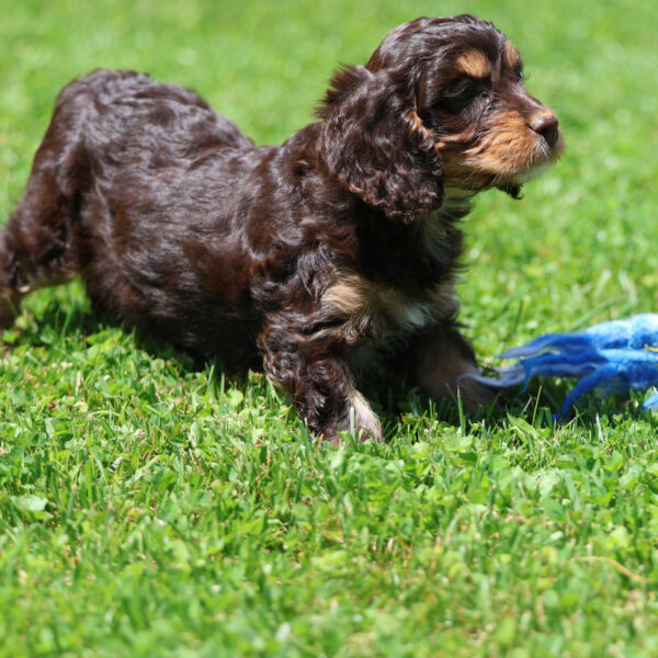 cavapoos for sale