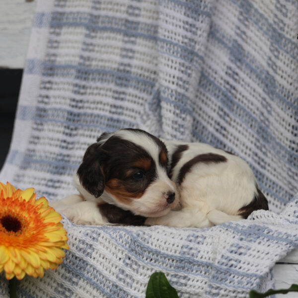 cavapoos for sale