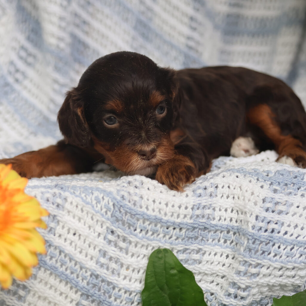 cavapoos for sale near me