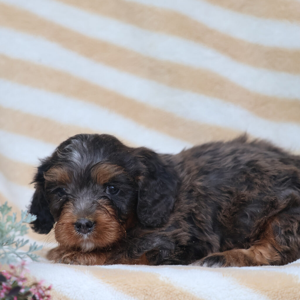 cavapoos for sale near me