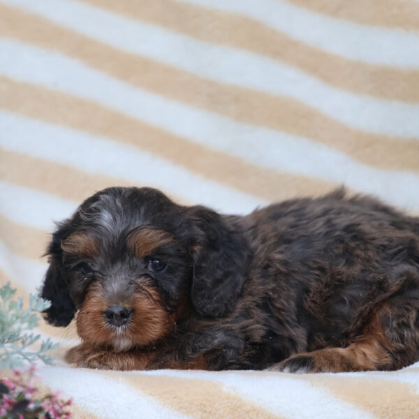 cavapoos for sale near me