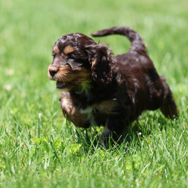 cavapoos for sale near me
