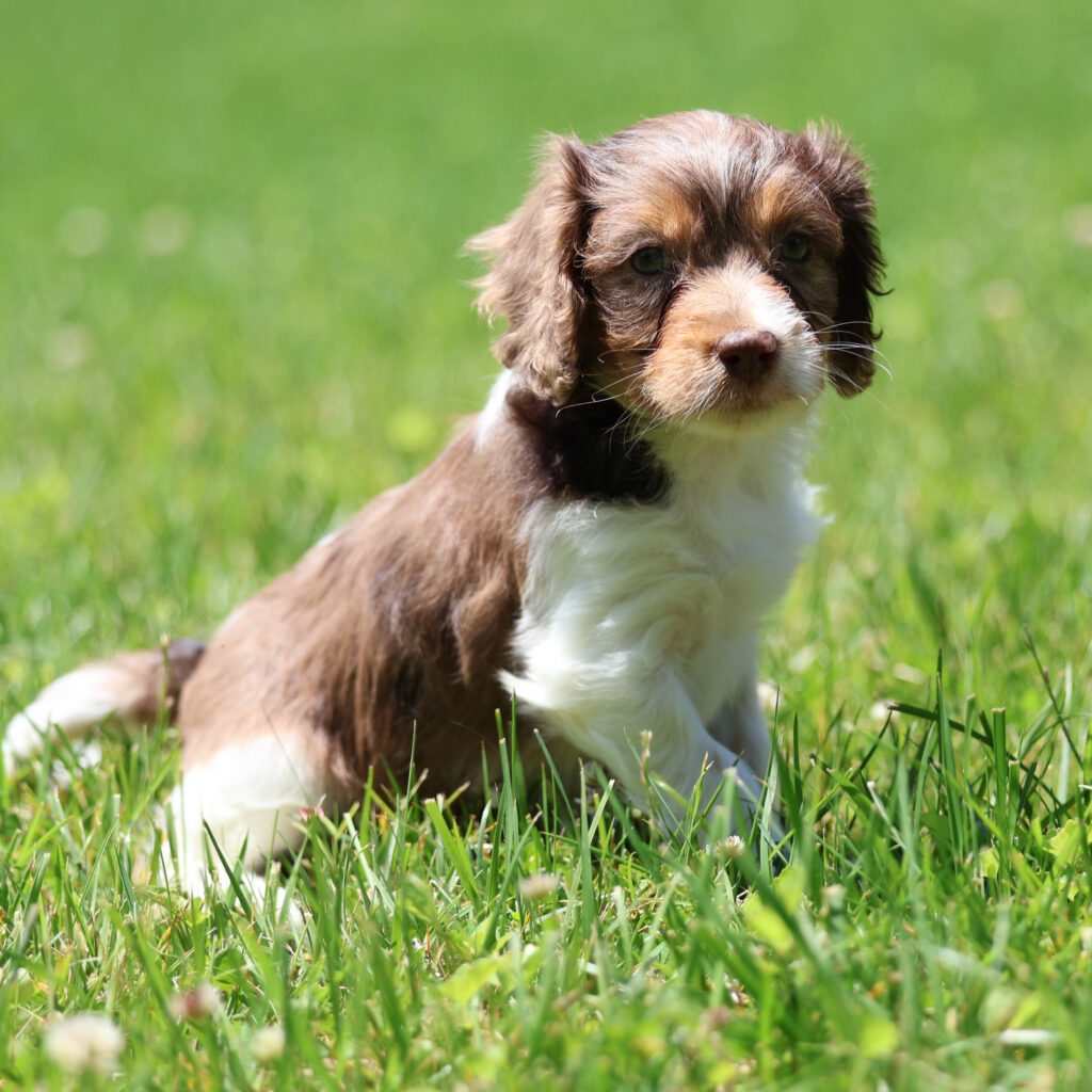 are cavapoos hypoallergenic