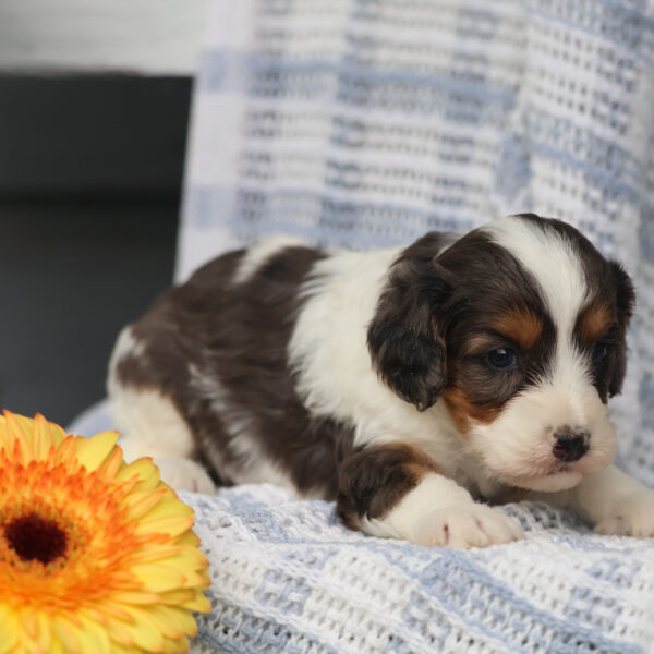 cavapoos for sale near me