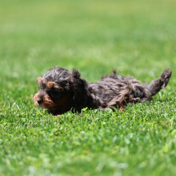 cavapoos near me