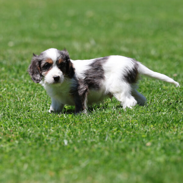f1b cavapoo