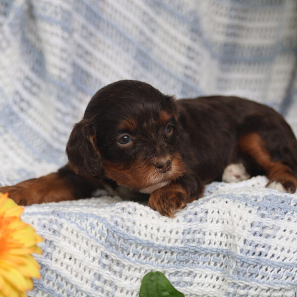 f1b cavapoo