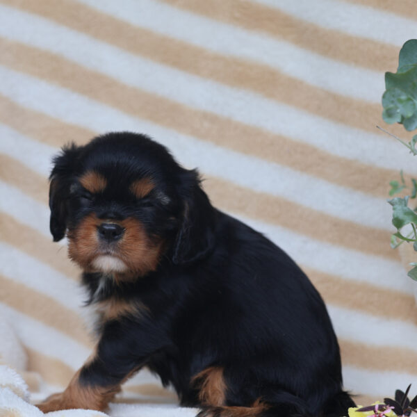 king cavalier puppies for sale