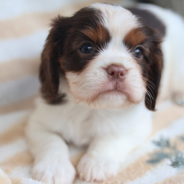 king cavalier puppies for sale
