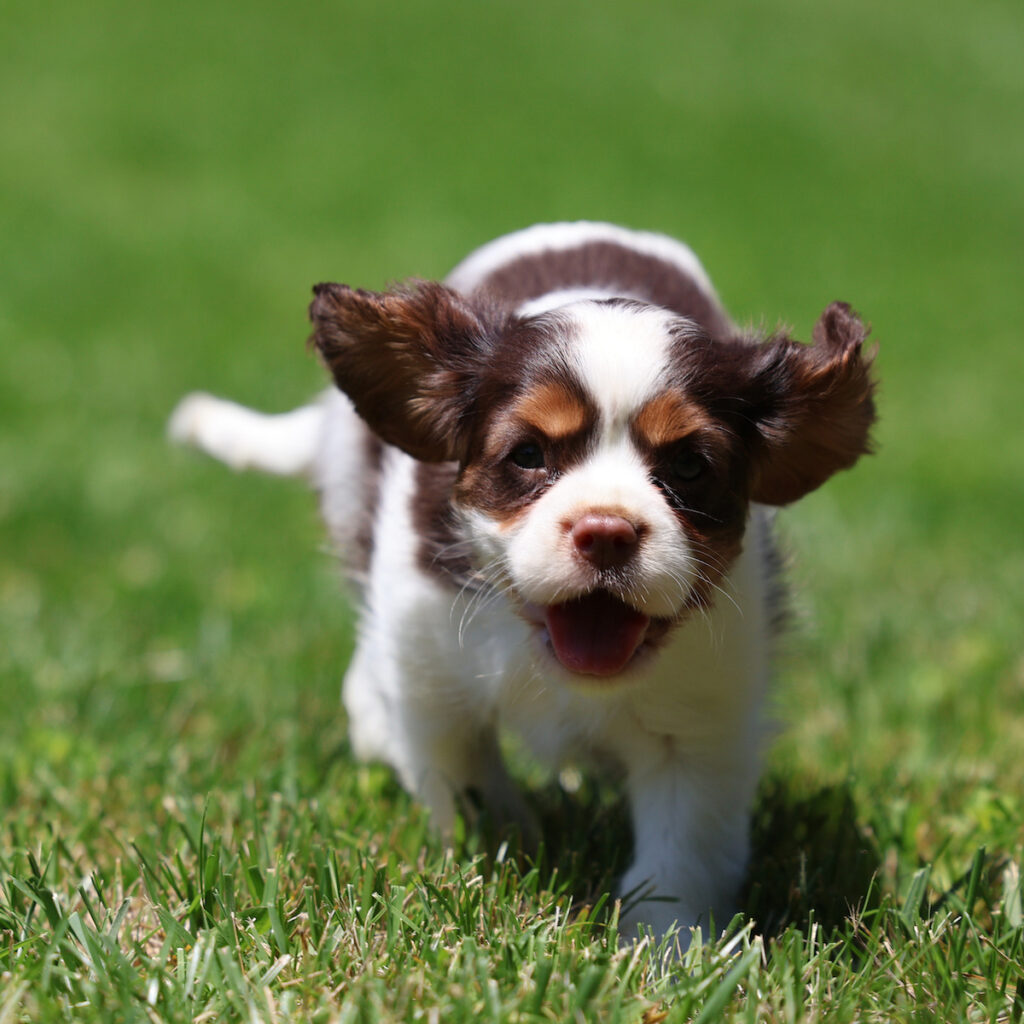king charles cavalier puppies
