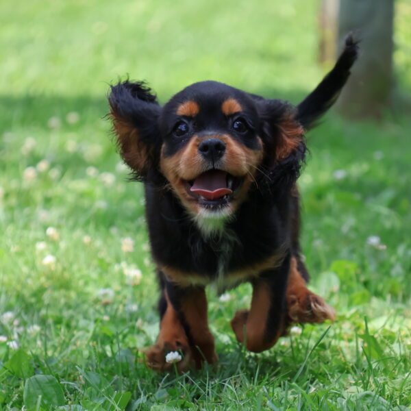 king charles cavalier puppies