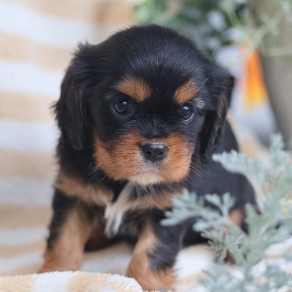 king charles cavalier puppies