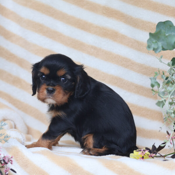 king charles cavalier puppies for sale