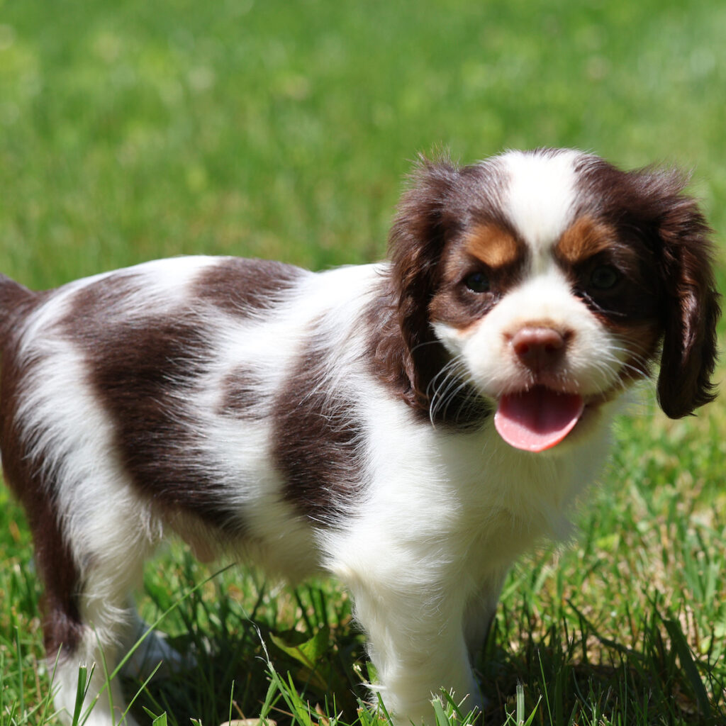 king charles cavalier puppies for sale
